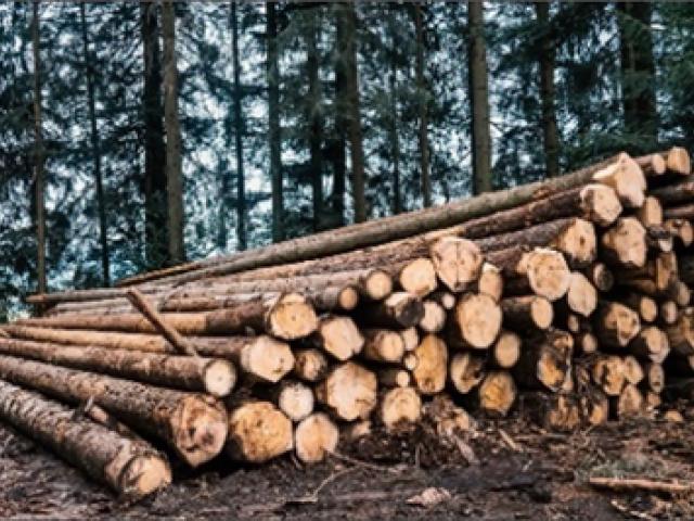 pile of logs stack on top of each other